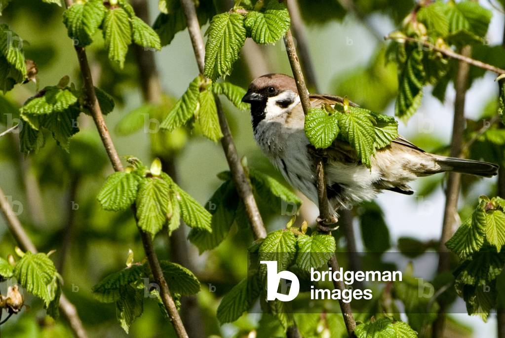 Pass montanus/Sparrow/Tree Sparrow