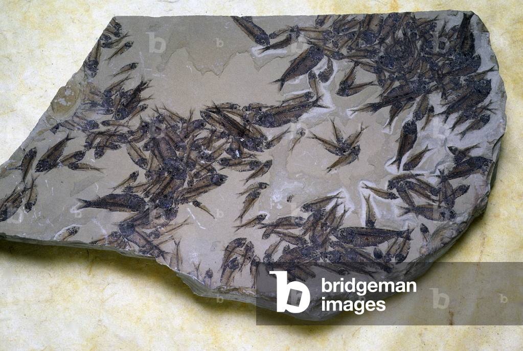 Fish fossil/50 M years