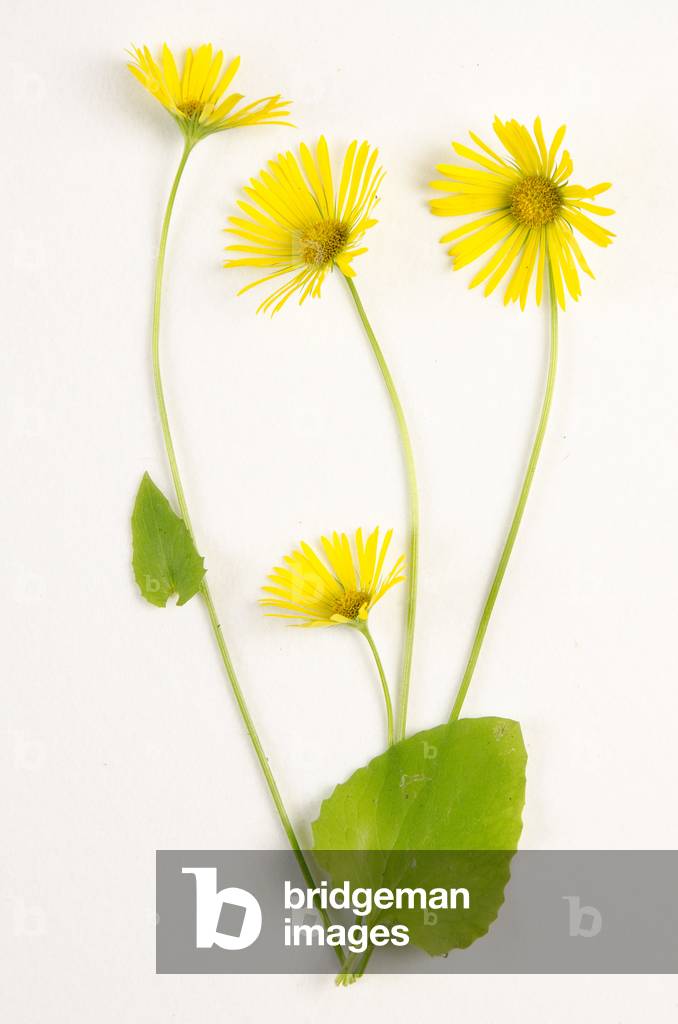 Botanical board/Doronicum caucasicum/Doronicum Oriental/Doronic Caucasus/Doronic d'Orient