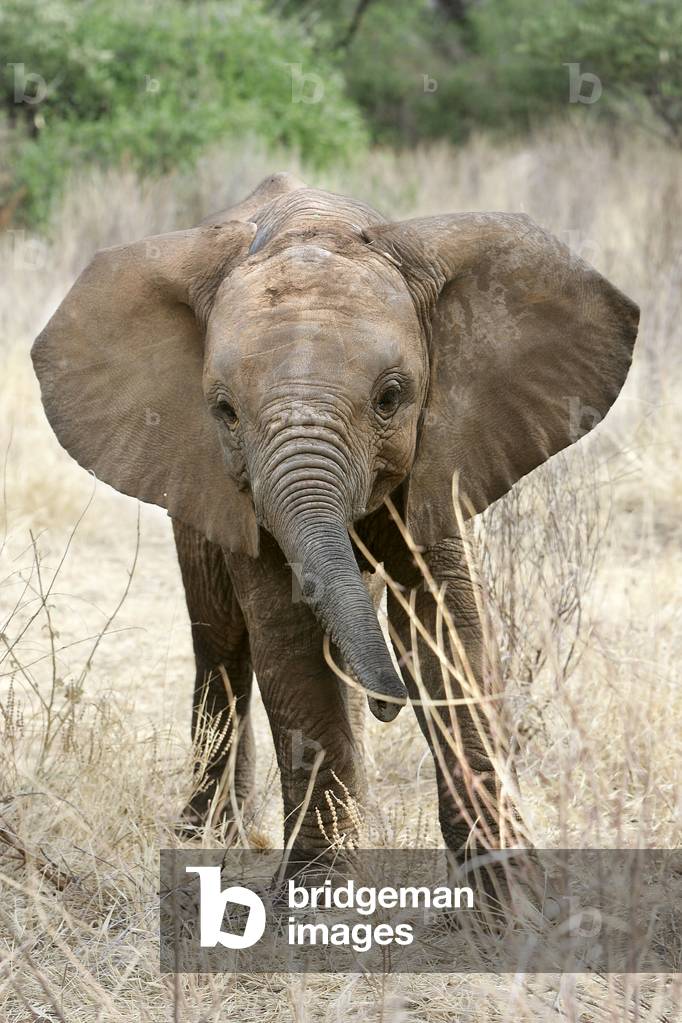 African Loxodonta/African Elephant/African Elephant/Elephanteau
