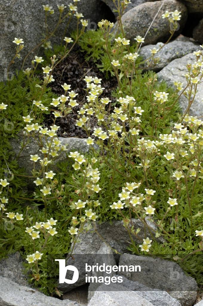 Saxifraga exarata/Saxifrage groove/White Saxifrage