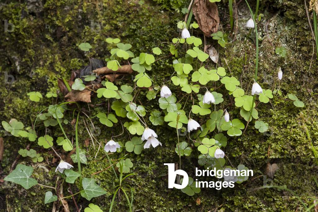 Oxalis acetosella/Wood Sorrel/Wood Oxalide/Oxalide Small Sorrel/Wood Oxalis/Oxalis Small Sorrel/Alleluia