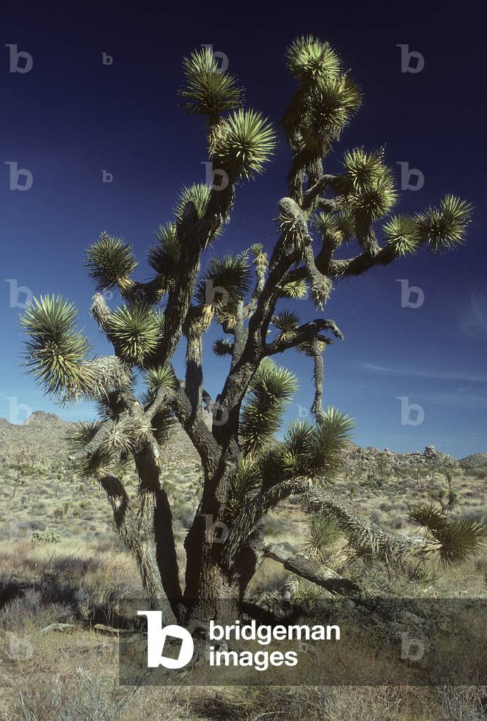 Yucca brevifolia/Joshua Tree/Joshua National Monument/California/USA