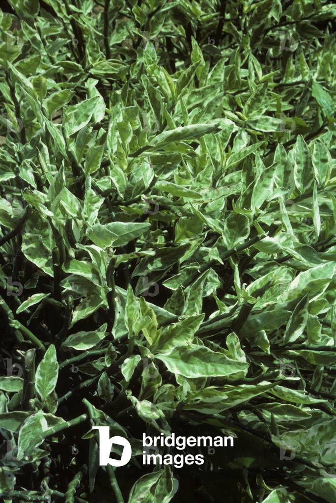 Pedilanthus tithymaloides 'Variegatus'