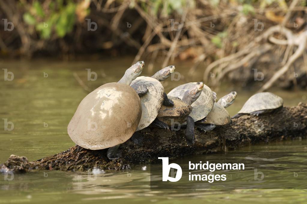 Podocnemis unifilis/Podocnemide de Cayenne/Yellow Headed Sideneck/Yellow Spotted River Turtle