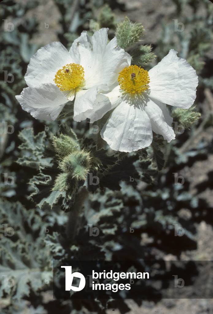 Argemone munita/Argemone/Prickly Poppy