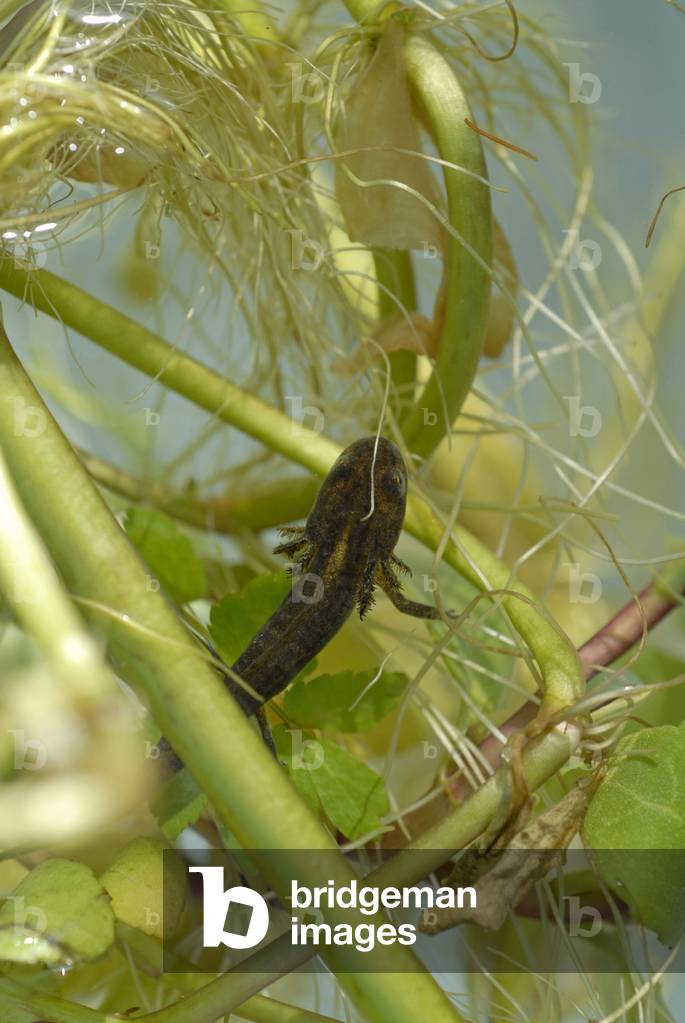 Triturus sp/Triton/Newt 