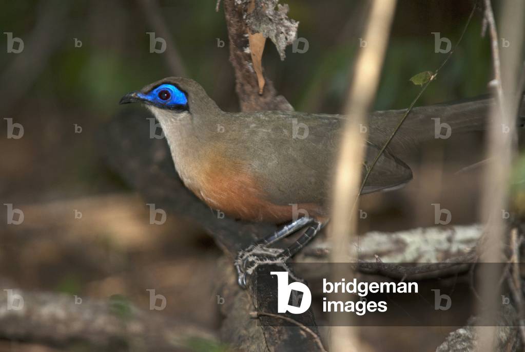 Coua cristata/Coua huppe/Crested Coua