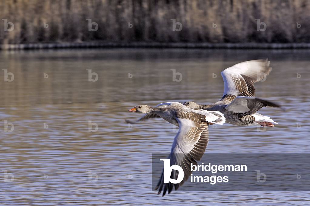 Anser Wutanser/Aschgans/Graugans 
