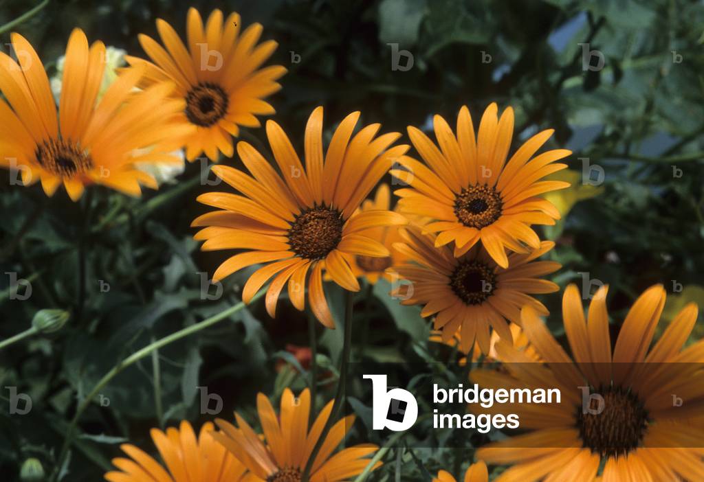 Dimorphotheca sinuata/Dimorphotheca aurantiaca