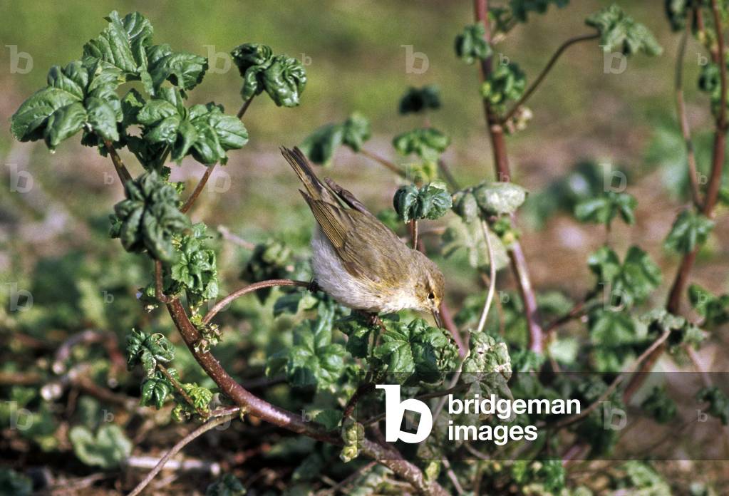 Phylloscopus trochilus/Chicken fitis/Willow Warbler