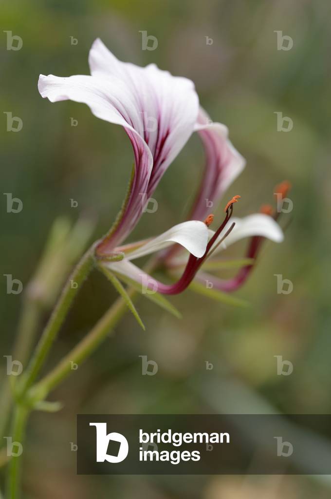Pelargonium tetragonium