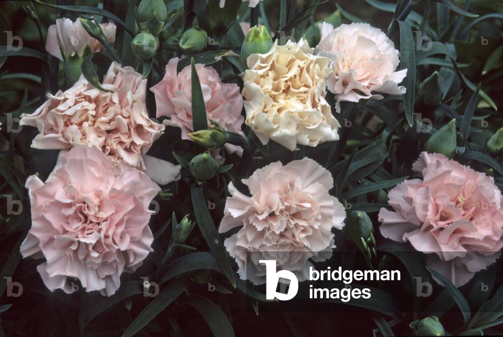 Dianthus caryophyllus/Carnation Lilliput Florists/Clove Pink
