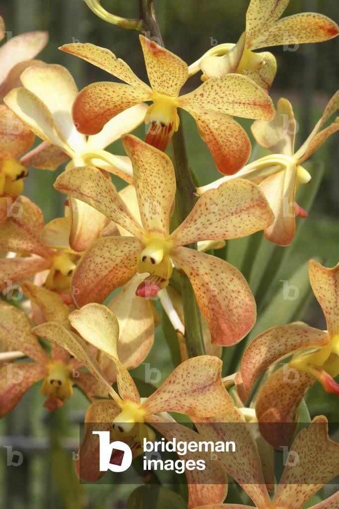 Mokara x 'Walter Oumae'