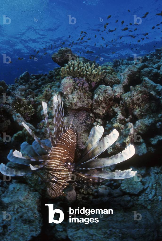 Pterois miles/Scorpion fish/Flying rascass/Devil Firefish