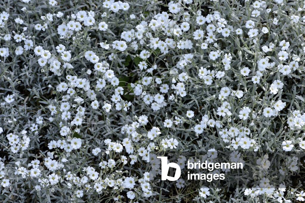 Cerastium tomentosum (photo)