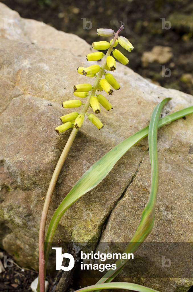 Muscari macrocarpum/Muscari moschatum var. flavum/Muscari 'Golden Fragrance'