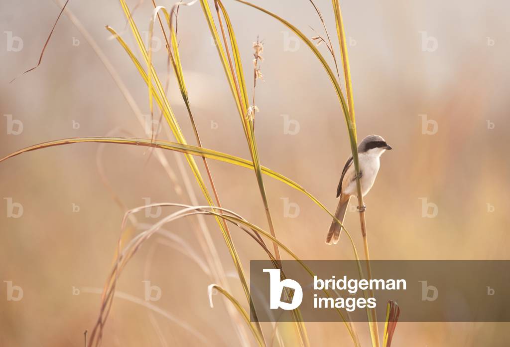 Lanius schach/Pie-grieche schach/Long-tailed Shrike