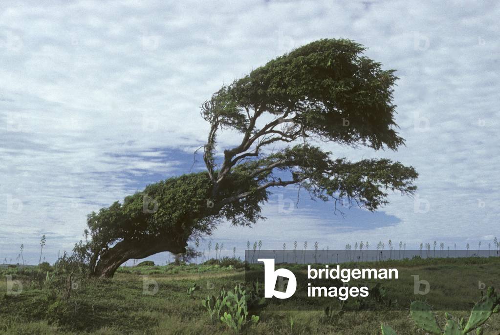 Tamarindus indica/Tamarindus