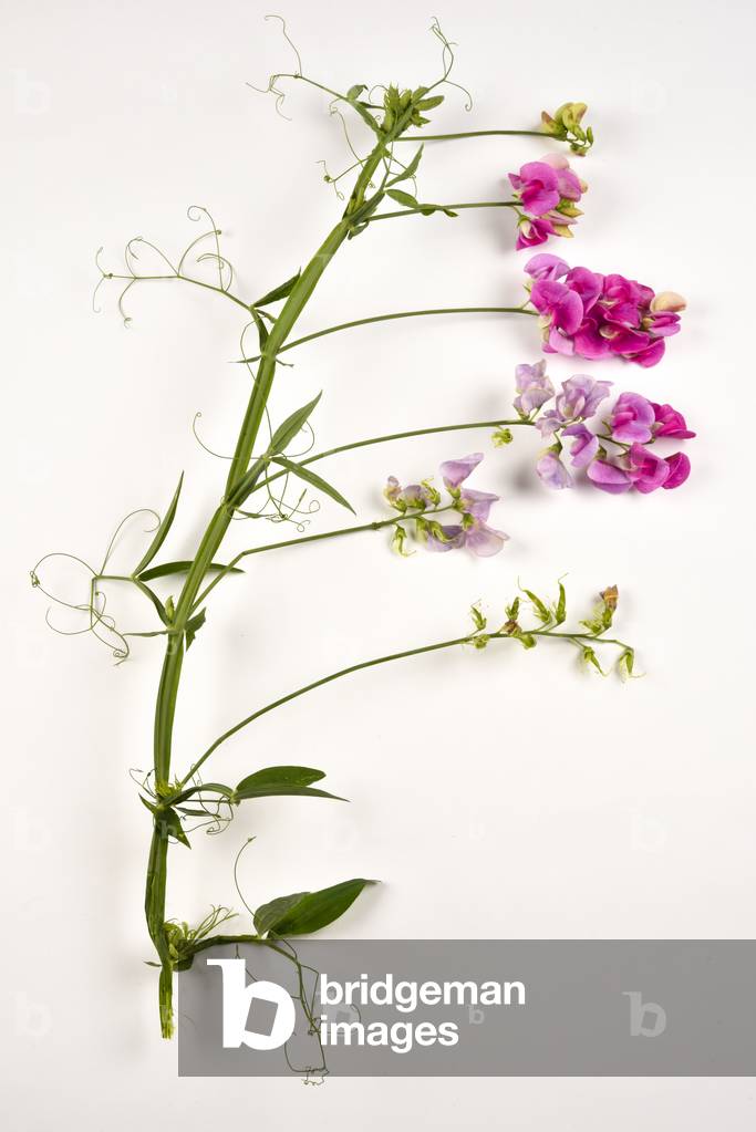 Gesse vivace, Gesse à larges feuilles, Lathyrus latifolius, Everlasting pea, broad-leaved everlasting pea, everlasting pea vine (photo)