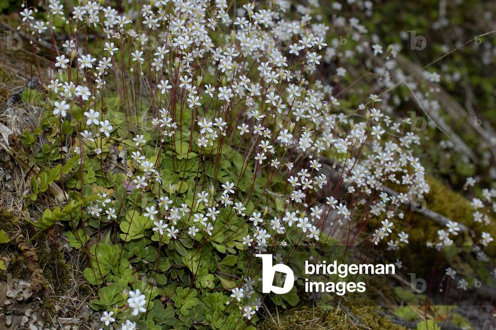 Saxifraga cuneifolia/Corner Leaf Saxifrage/Painter's Desperation/Lesser Londonpride