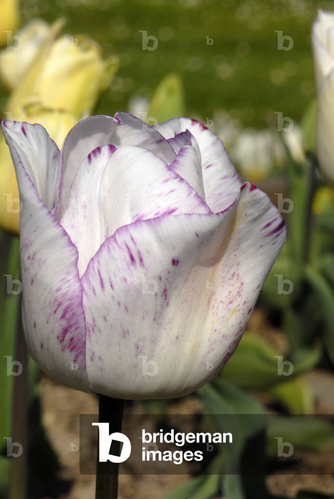 Immagine di Fotografia "Tulipa X/Tulipano Trionfo 'Denise' "