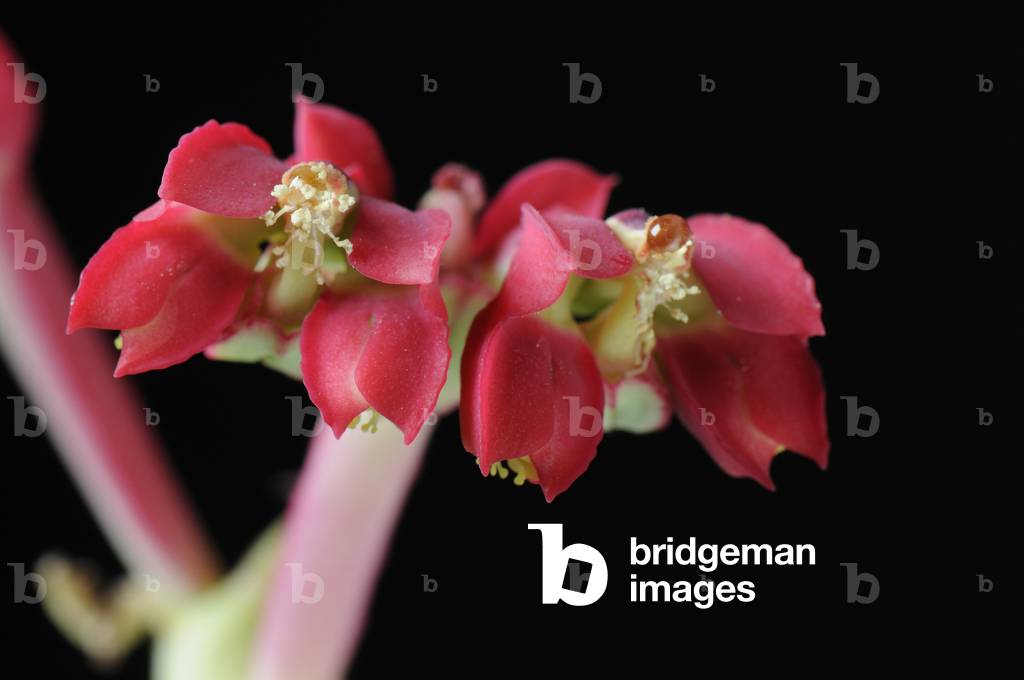 Monadenium coccineum