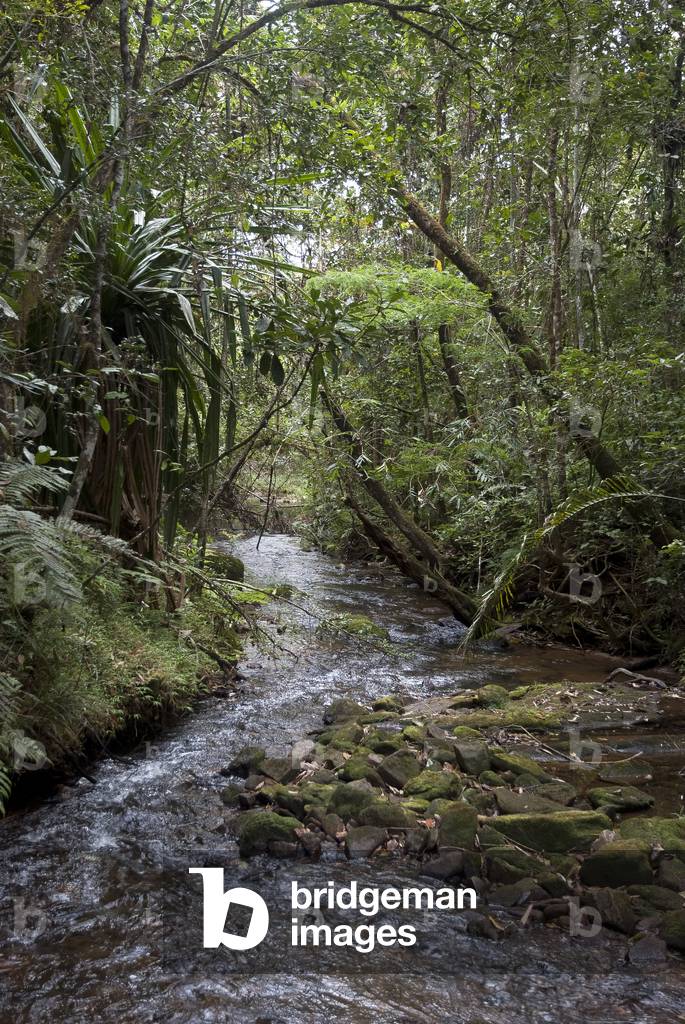 Tropical primary forest/Andasibe Mantadia National Park/Madagascar