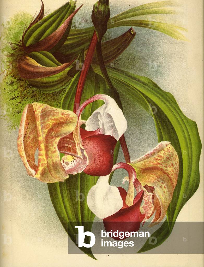 Illustration/Coryanthes sp./Orchidee bucket/Lindenia