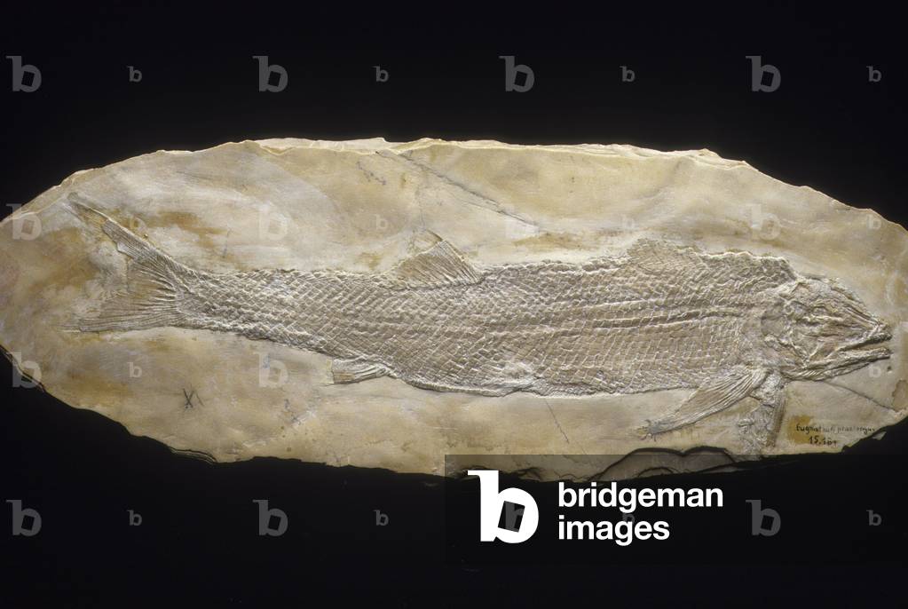 Fossil/Fish/Furo praelongus