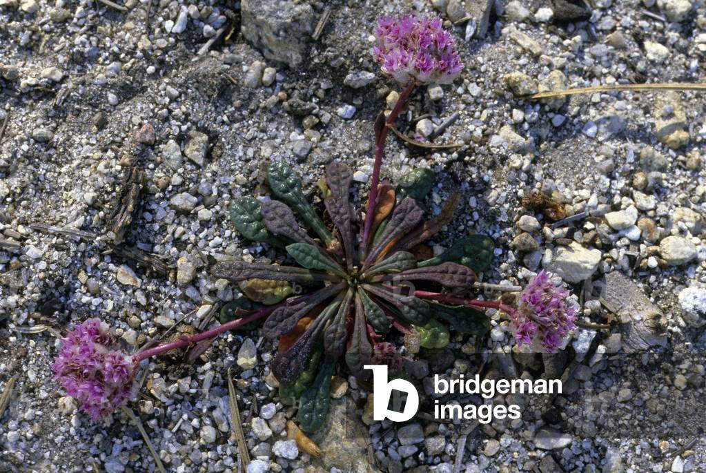 Calyptridium umbellatum/Pussypaws