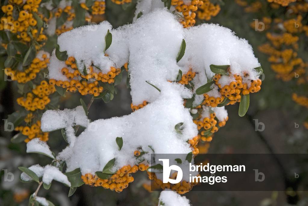 Pyracantha x/Burning bush 'Orange Glow'