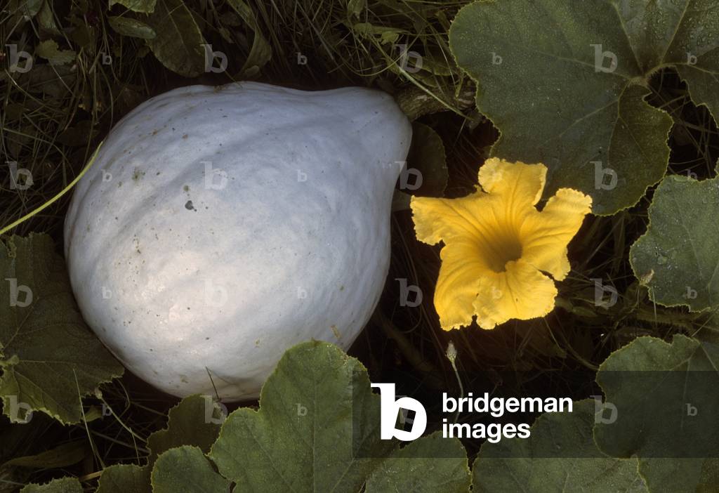 Cucurbita maxima/Squash 'Blue Hubbar'