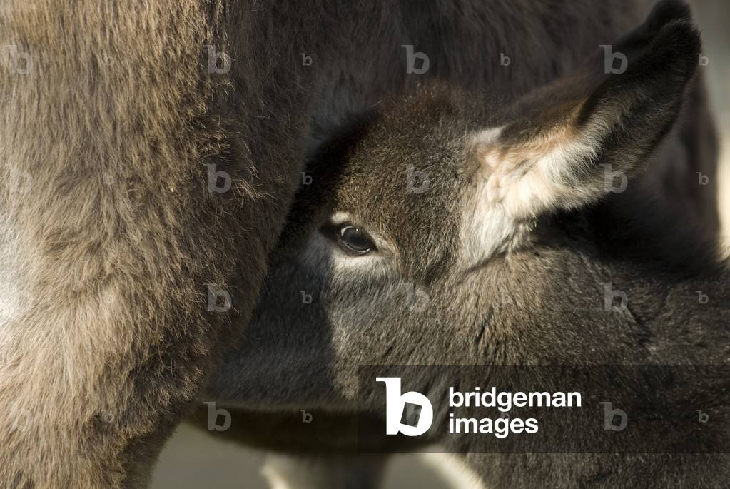 Equus asinus/Common donkey