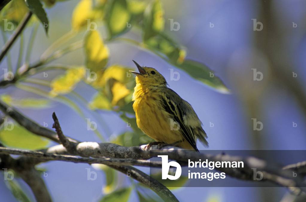 Dendroica petechia/Yellow Warbler/Yellow Warbler