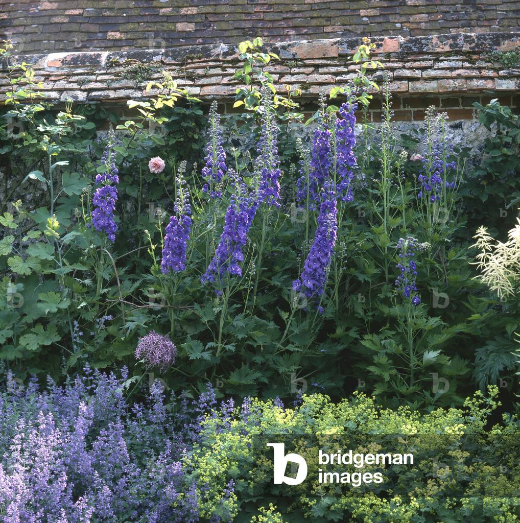 Delphinium x/Largetfoot/Dolphinelle
