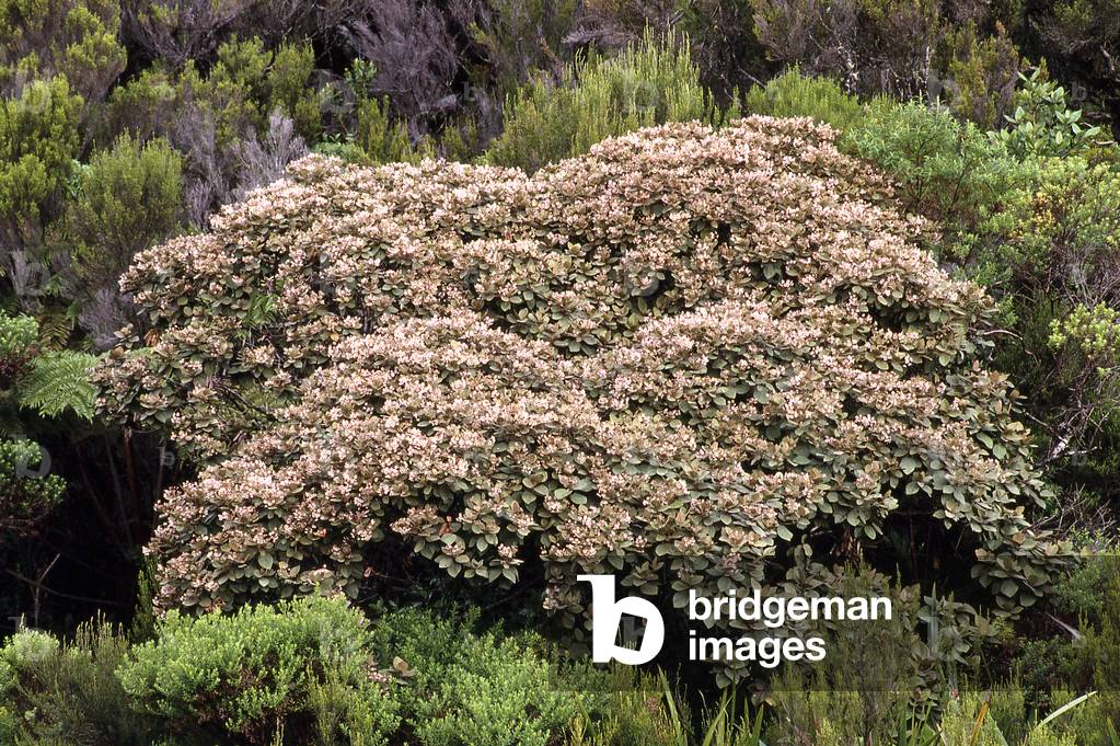 Dombeya punctata/Blue Mahot/Blue fragrance wood