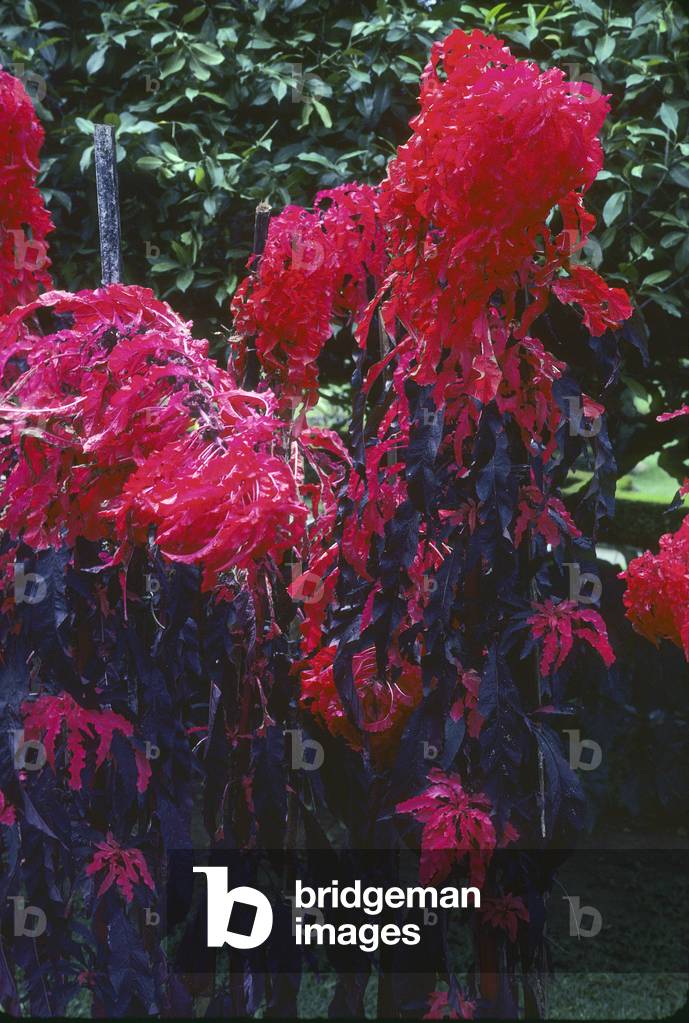 Amaranthus tricolor/Amaranthus tricolor