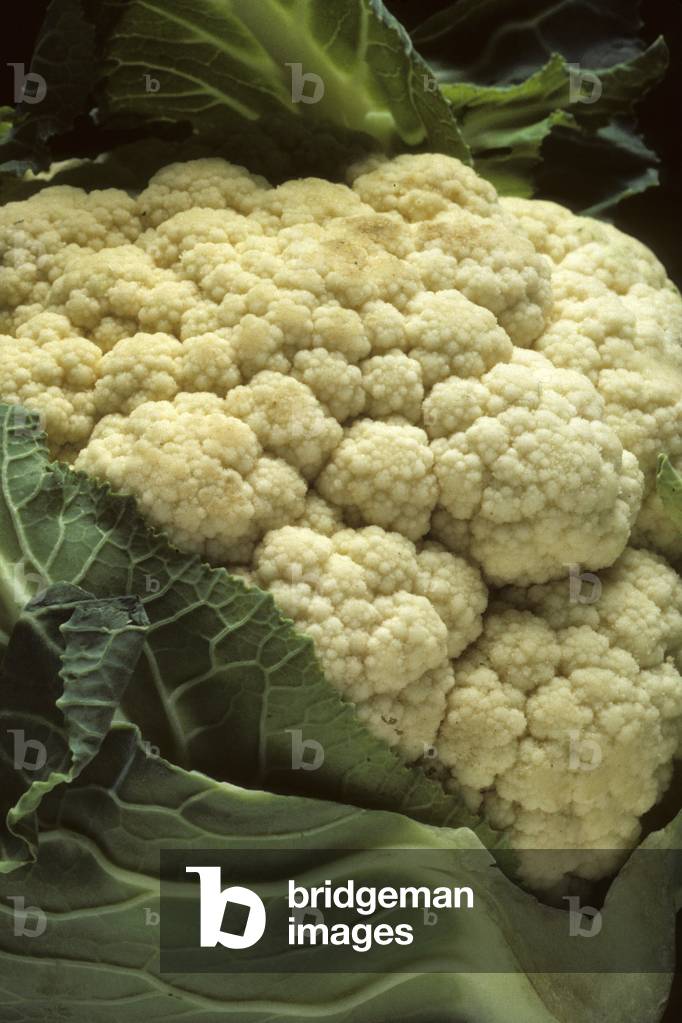 Brassica oleracea botrytis botrytis/Flower cabbage/Cauliflower