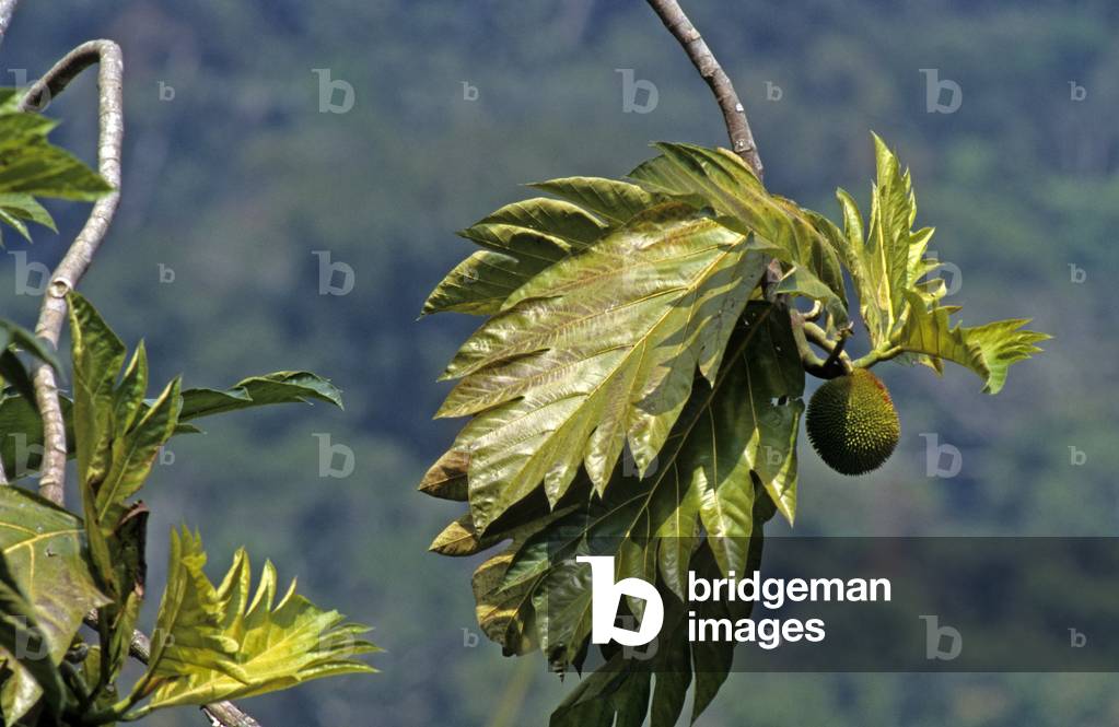 Artocarpus altilis/Artocarpus incisa/Breadfruit tree/Breadfruit