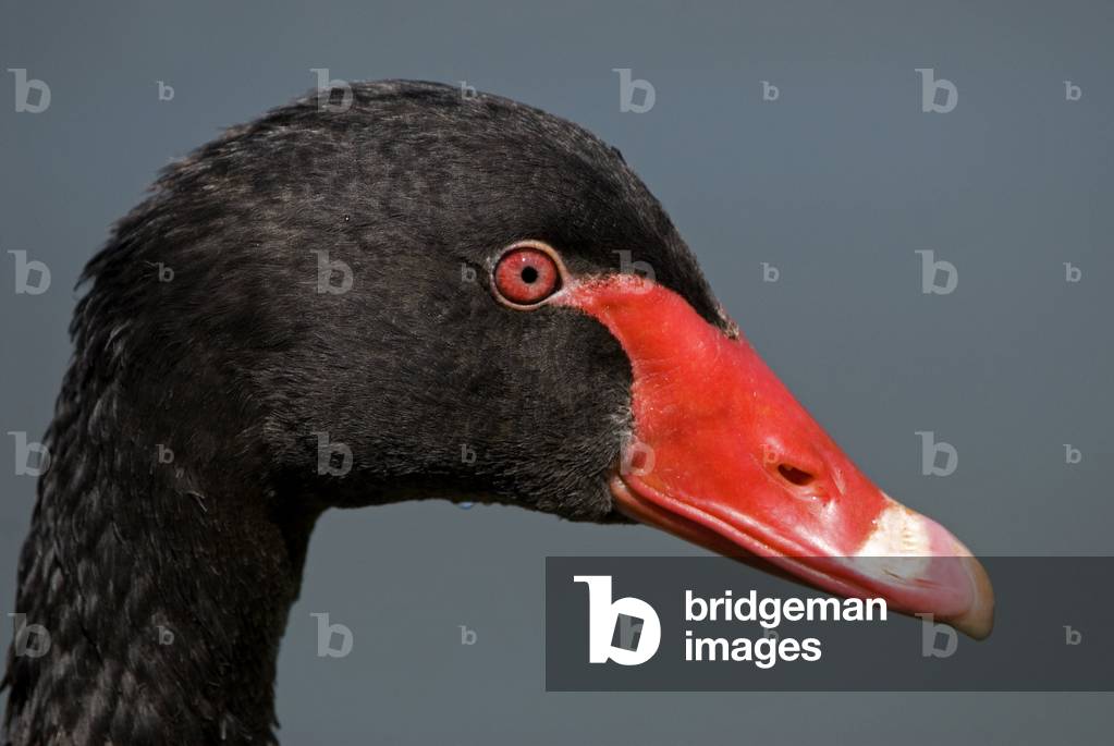 Cygnus atratus/Black Swan/Black Swan