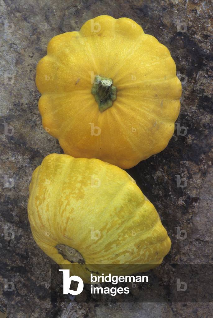 Cucurbita pepo/Patisson/Bush Scallop