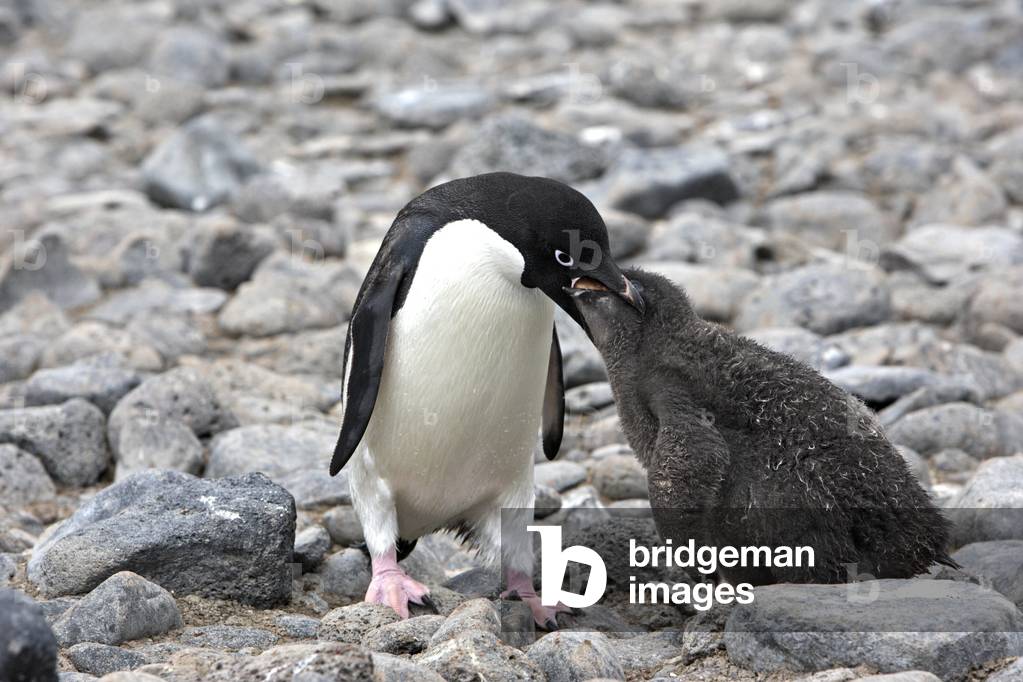 Pygoscelis adeliae/Penguin d'Adelie/Adelie Penguin