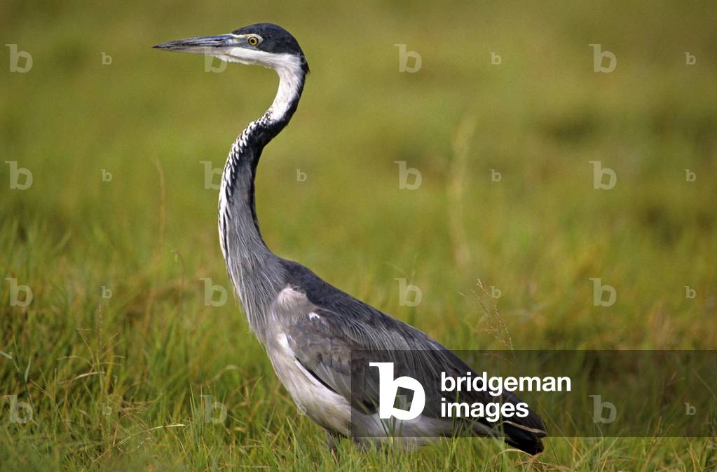 Ardea melanocephala/Heron melanocephale/Heron a head noir/Black Headed Heron