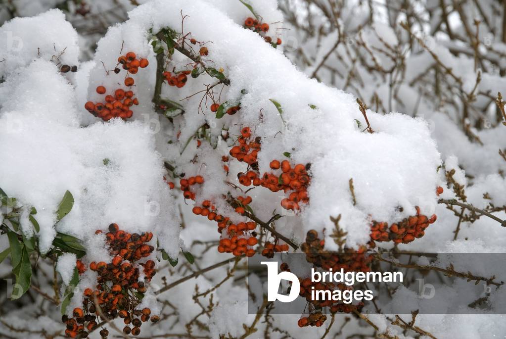 Pyracantha x/Burning Bush 'Mozart'