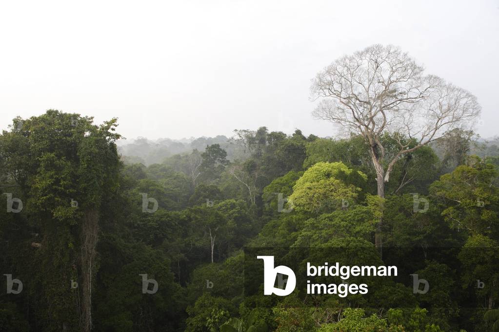 Tropical Forest/Tambopata Candamo Nature Reserve/Amazon/Peru