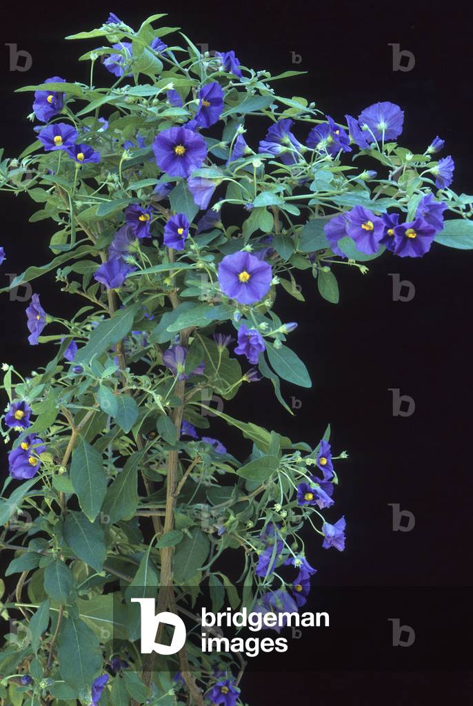 Solanum rantonnetii