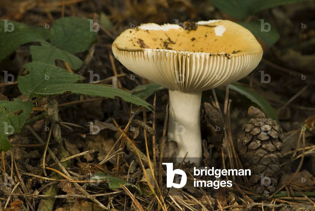 Russula ochroleuca/Russule white ochre/Russule white and ochre
