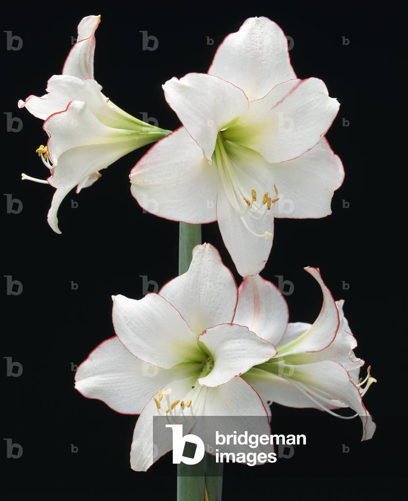 Hippeastrum x/Amaryllis 'Picotee'
