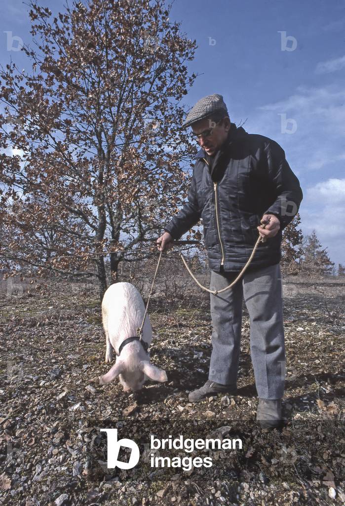 Truffle with pig/Tuber melanosporum/Lalbenque/Causses du Quercy/Lot/Midi Pyrenees/France